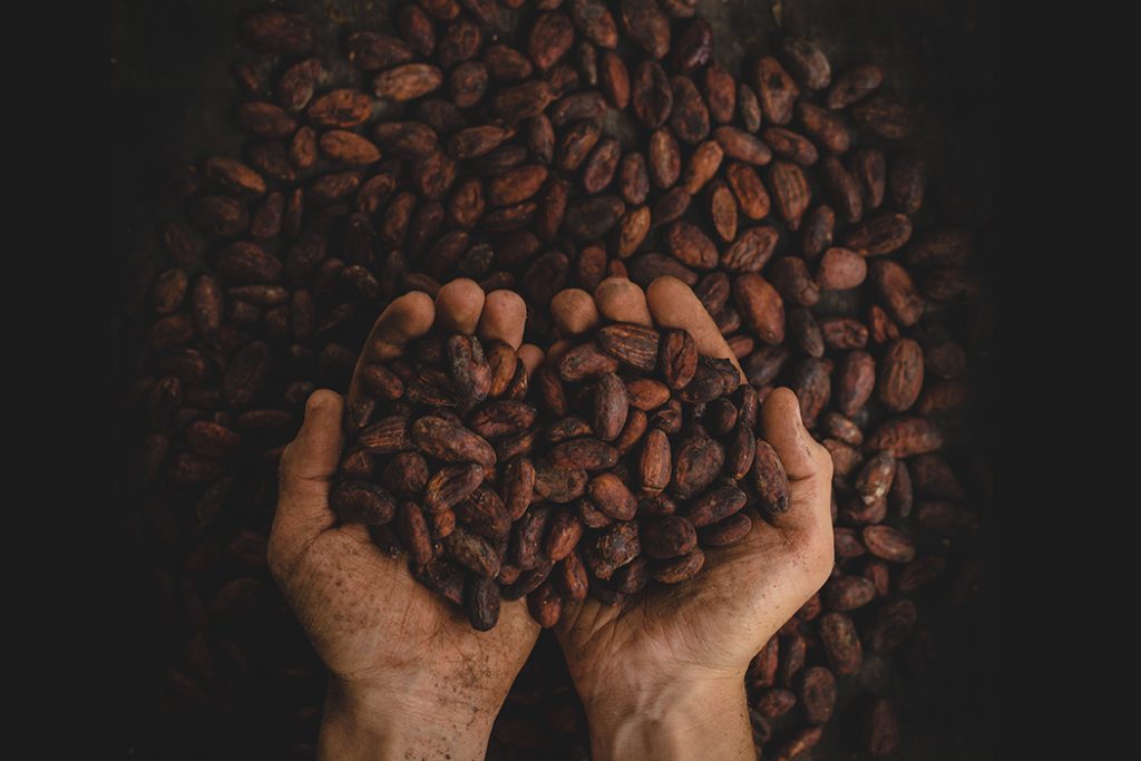 two hands holding coffee beans